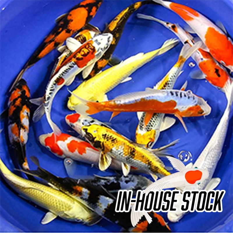 Koi – Premium Select Grade 4-5″ KOI PREMIUM SELECT each (min 3)
