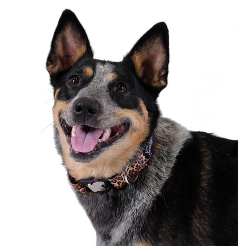 Swiftlock Dog Side Release 1″ Collar – Leopard