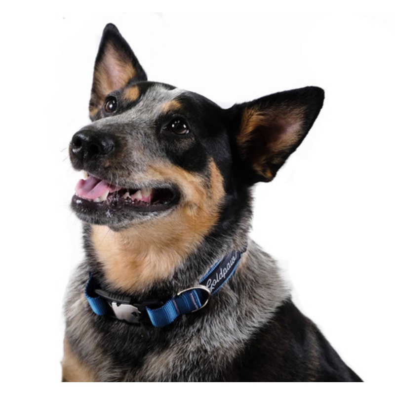 Swiftlock Dog Side Release 1″ Collar – Marine