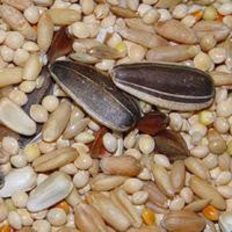 Higgins Sunburst Cockatiel 25lb {L-1}466184