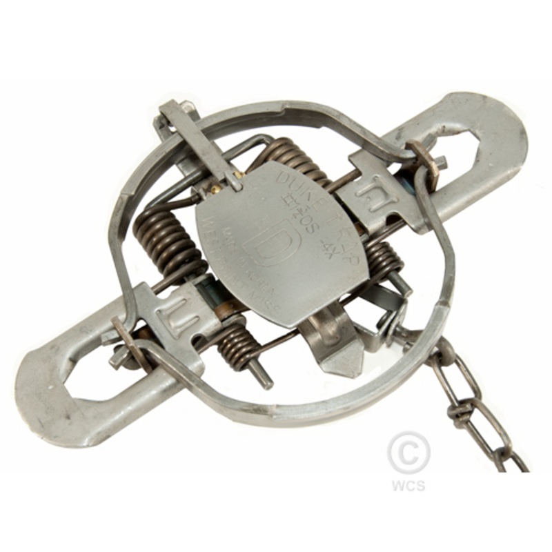 Duke #1 3/4 4 Coil Off-set Jaw Traps – SINGLE