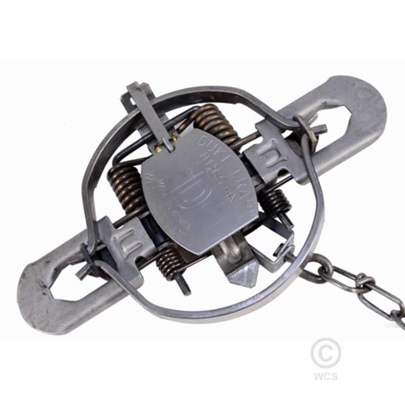 Duke 1 3/4 Four Coil Standard Jaw Traps – Single