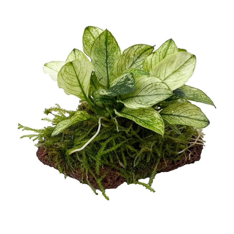 Anubias barteri var nana Pinto plug