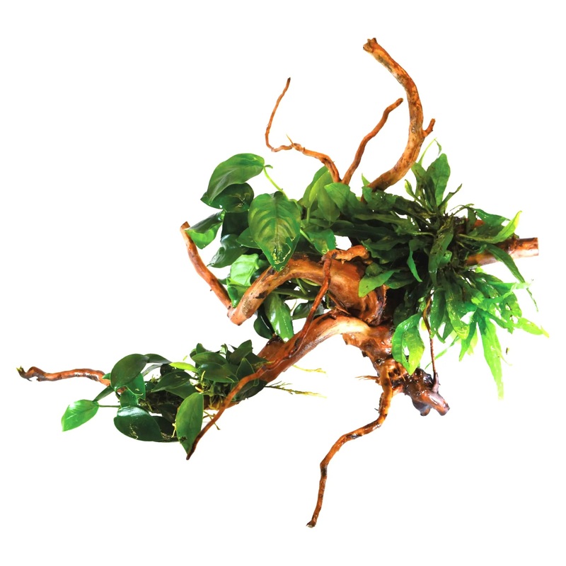 Spiderwood with Plants