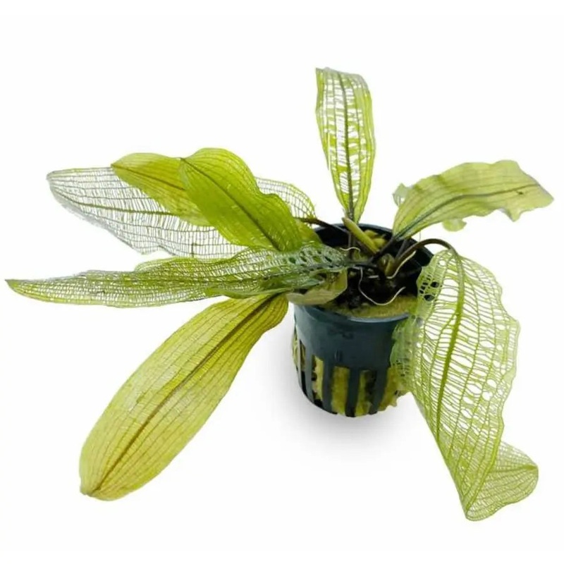 Aponogeton madagascariensis (WITH LEAVES)