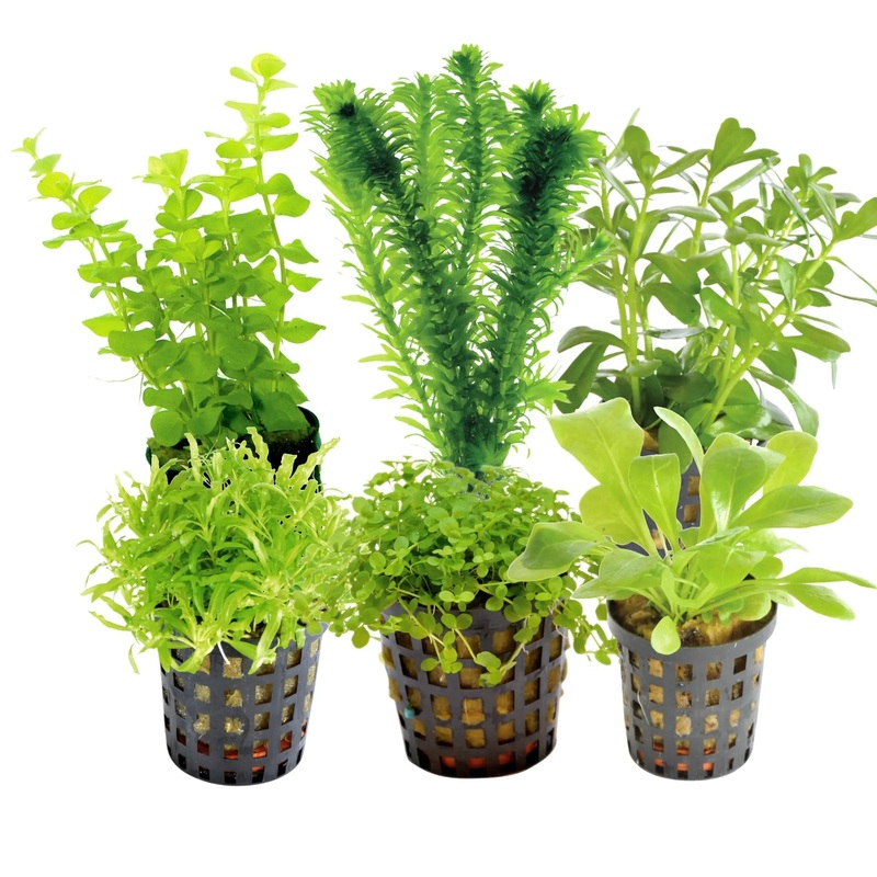 Coldwater Box of Aquarium Plants