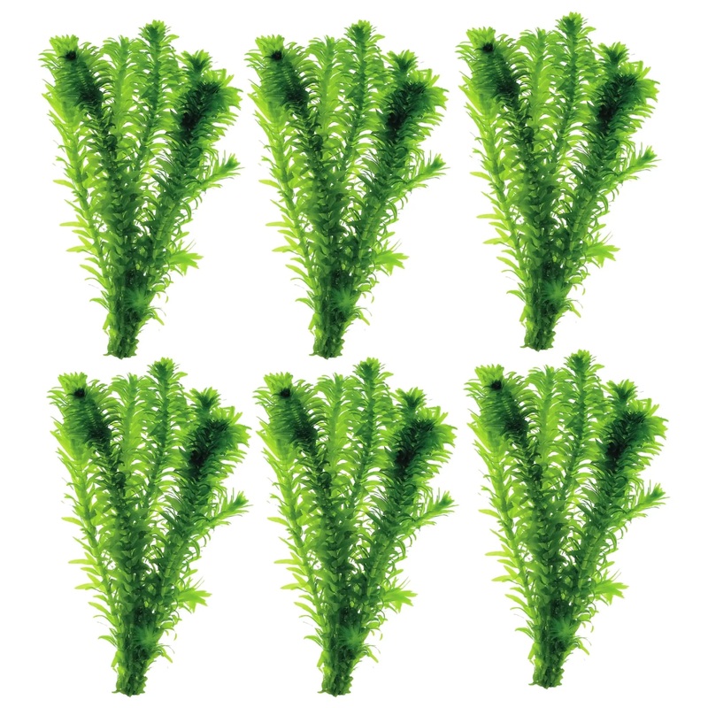 Elodea densa Bunch – Pack of 6