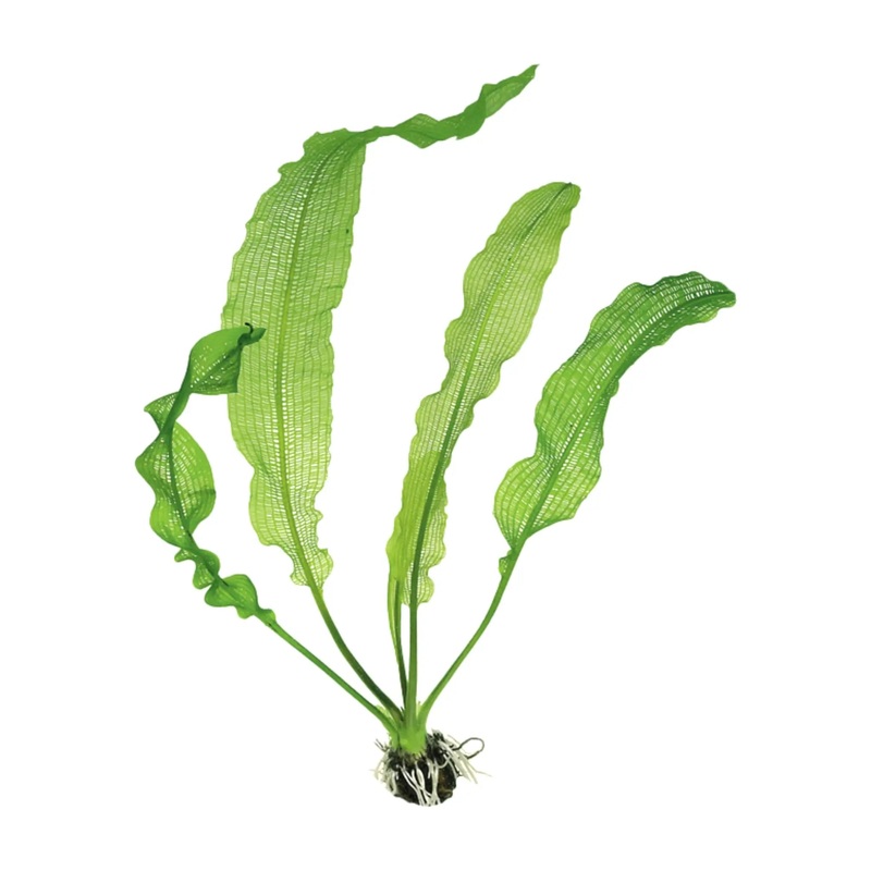 Aponogeton henkelianus (WITH LEAVES)