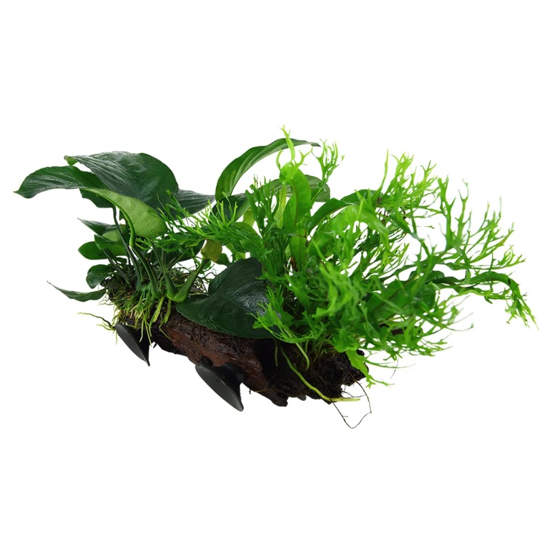 Microsorum on Driftwood XL – Floating