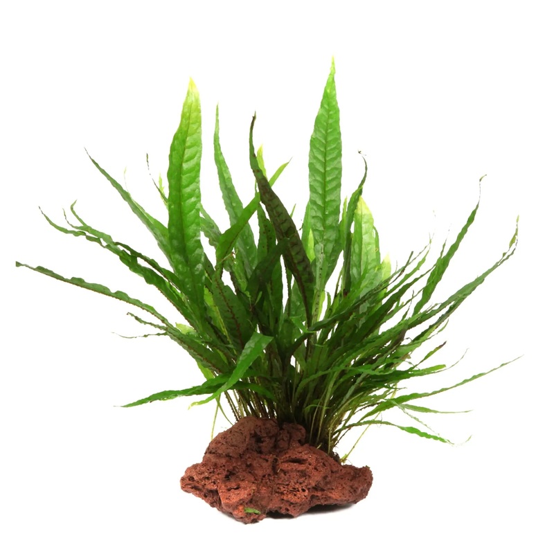 Microsorum pteropus on Lava Rock – Medium