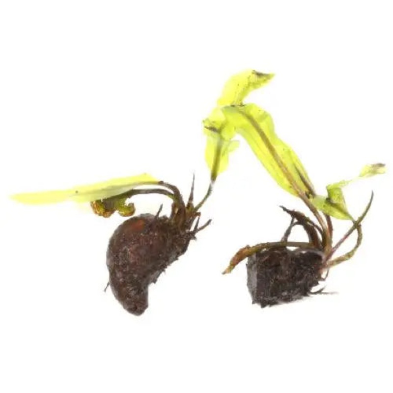 Aponogeton longiplumulosis Bulb