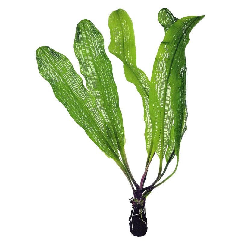 Aponogeton madagascariensis Bulb (Lace plant)