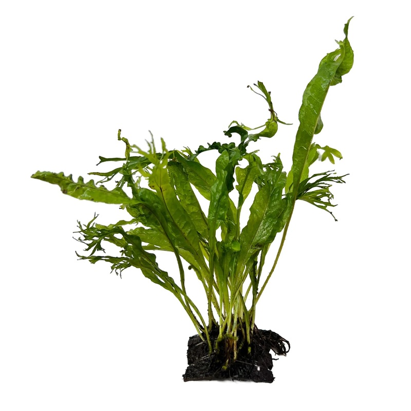 Java Fern Coconut Bridge – Mini