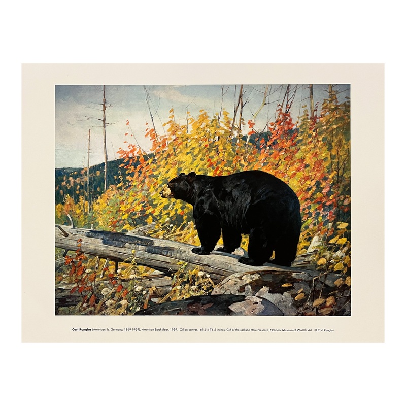 ‘American Black Bear’ Carl Rungius Print